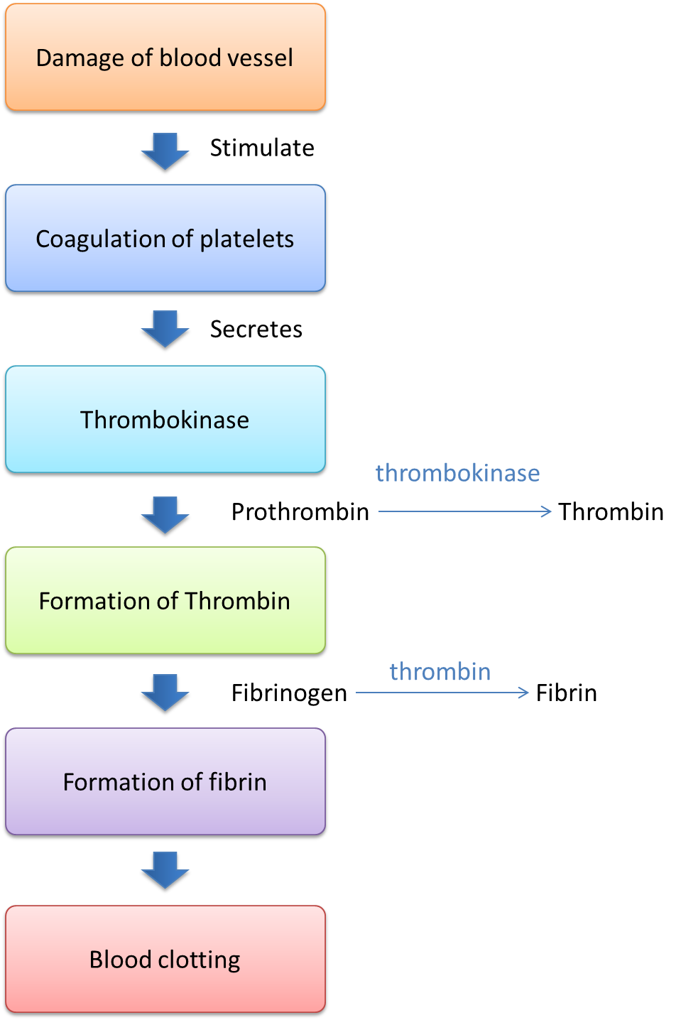 1-3-1-mechanism-of-blood-clotting-spm-biology