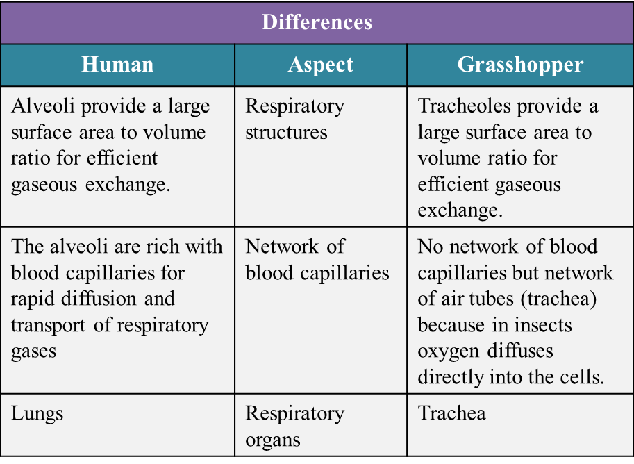  Respiratory Structure and Breathing Mechanisms in Humans and Animals  (Structured Question 2 & 3) - SPM Biology