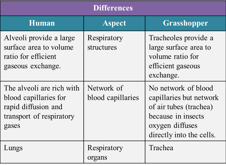 Comparison of respiratory rate between Group I and Group II