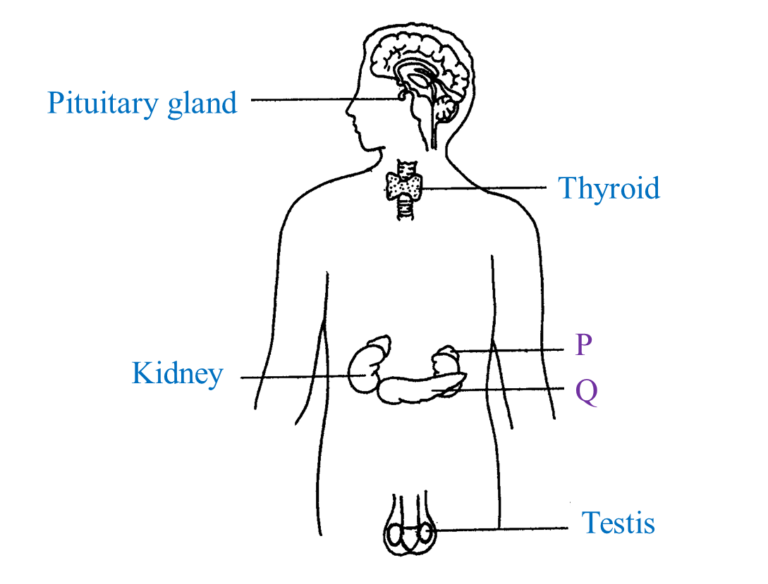 13.7.1 Homeostasis in Human (Structured Question 1 & 2) SPM Biology