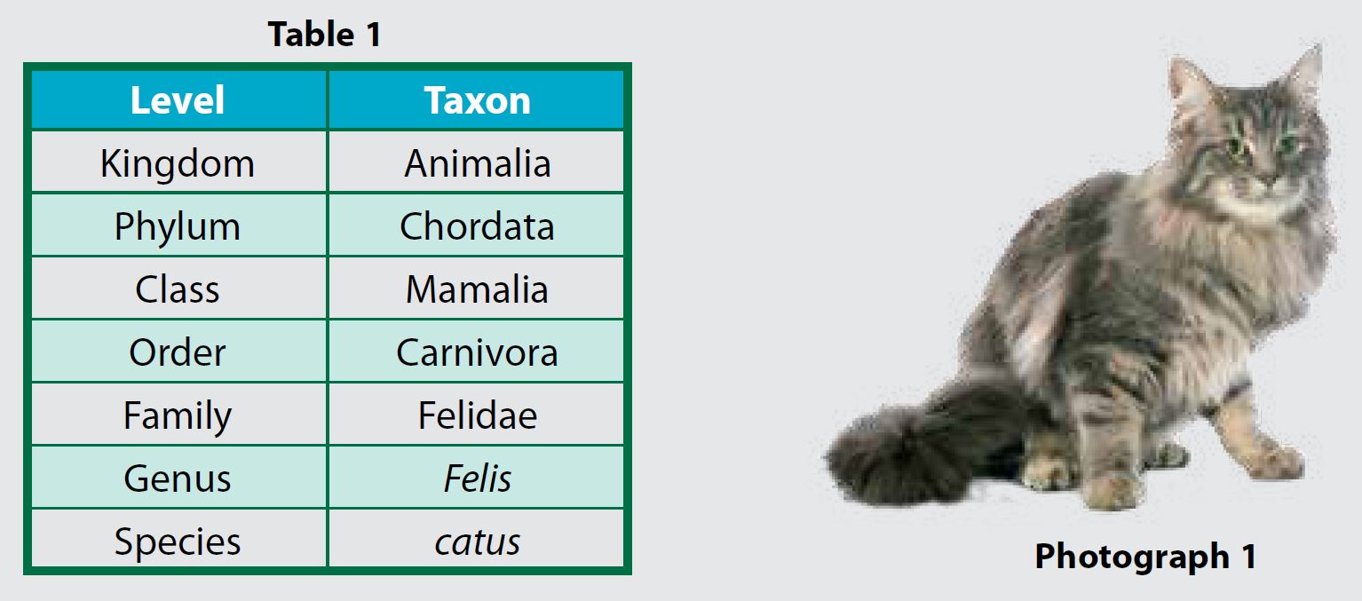 Species name best sale of cat