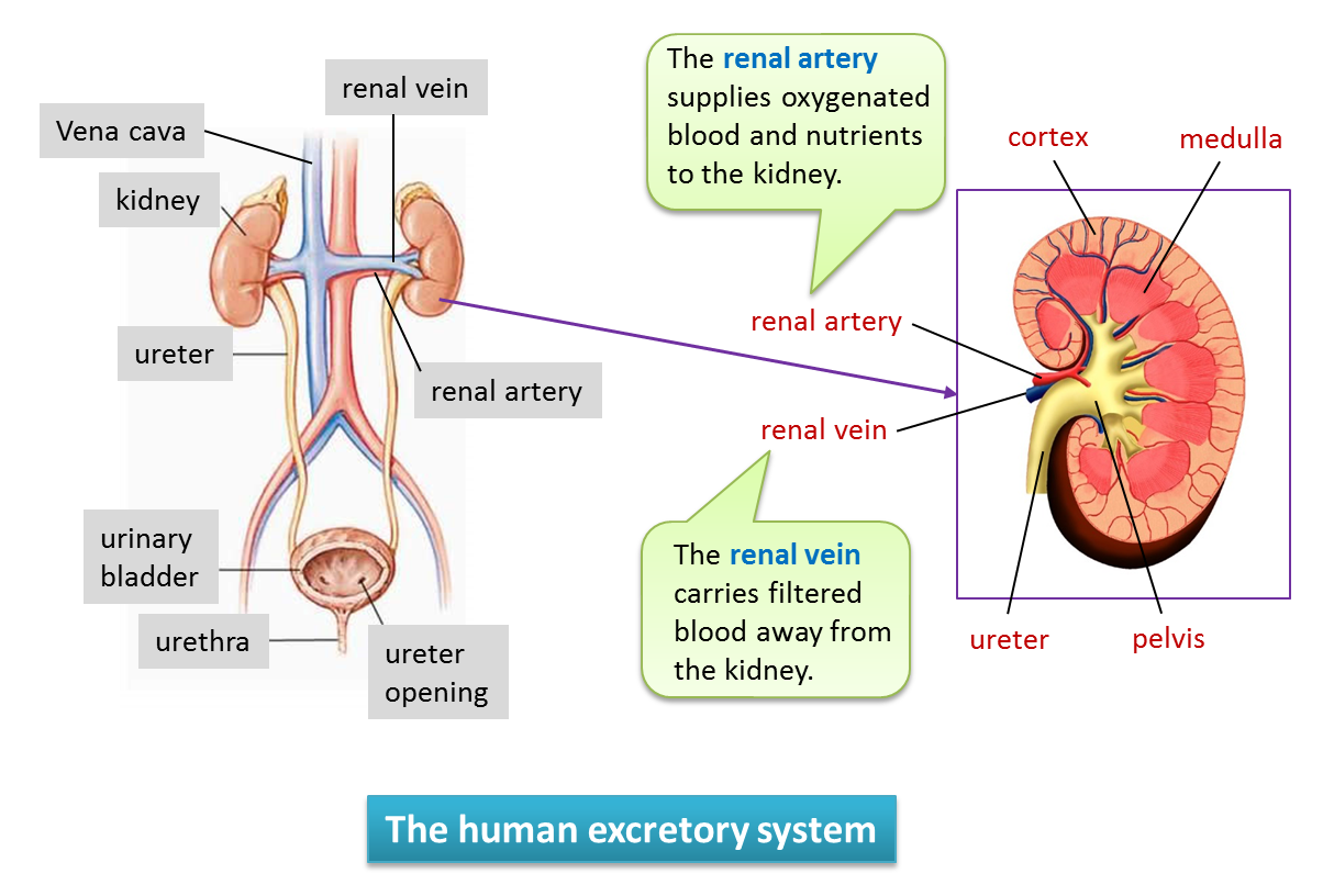 3-4-1-the-human-kidney-spm-biology
