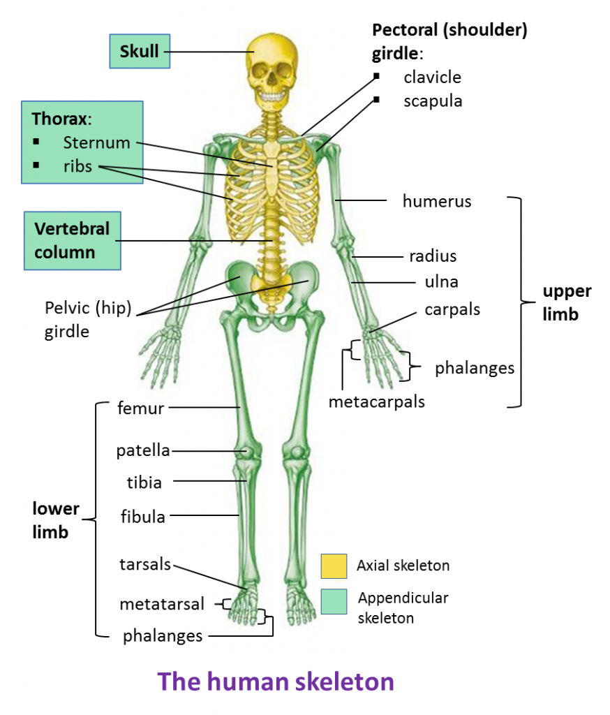 14.1.1 The Human Skeleton - SPM Biology