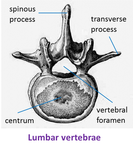 1411 The Human Skeleton Spm Biology