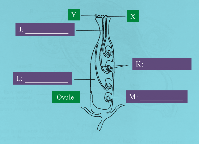 15-9-5-sexual-reproduction-in-flowering-plants-structured-question-1