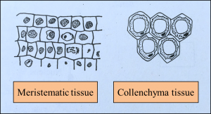 SPM Biology 2018, Paper 2 (Question 1 & 2) - SPM Biology