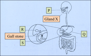 11. What specialized cells line the inner cavity and move fluids through filter feeding sponges? 11. What specialized cells line the inner cavity and move fluids through filter feeding sponges?