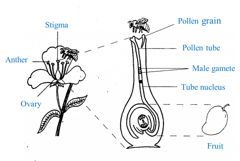 SPM Biology 2018, Paper 2 (Question 7 & 8) SPM Biology