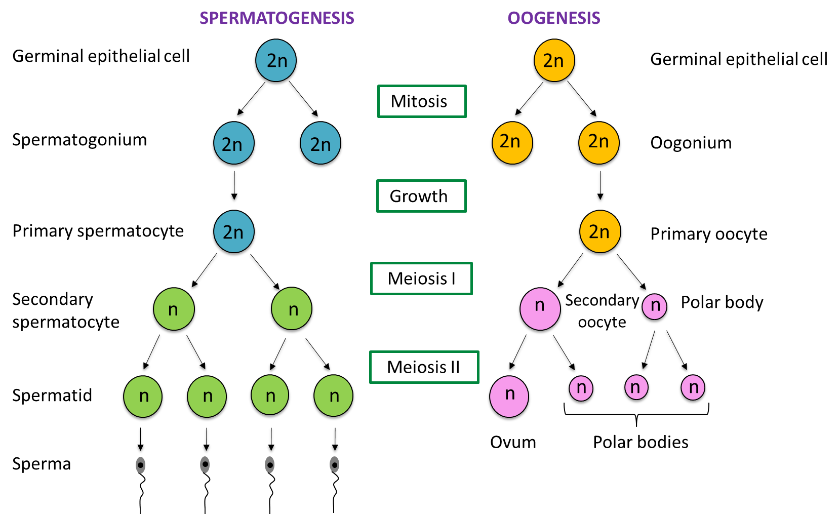 4.9.1 Gamete Formation (Structured Question 1 & 2) - SPM Biology