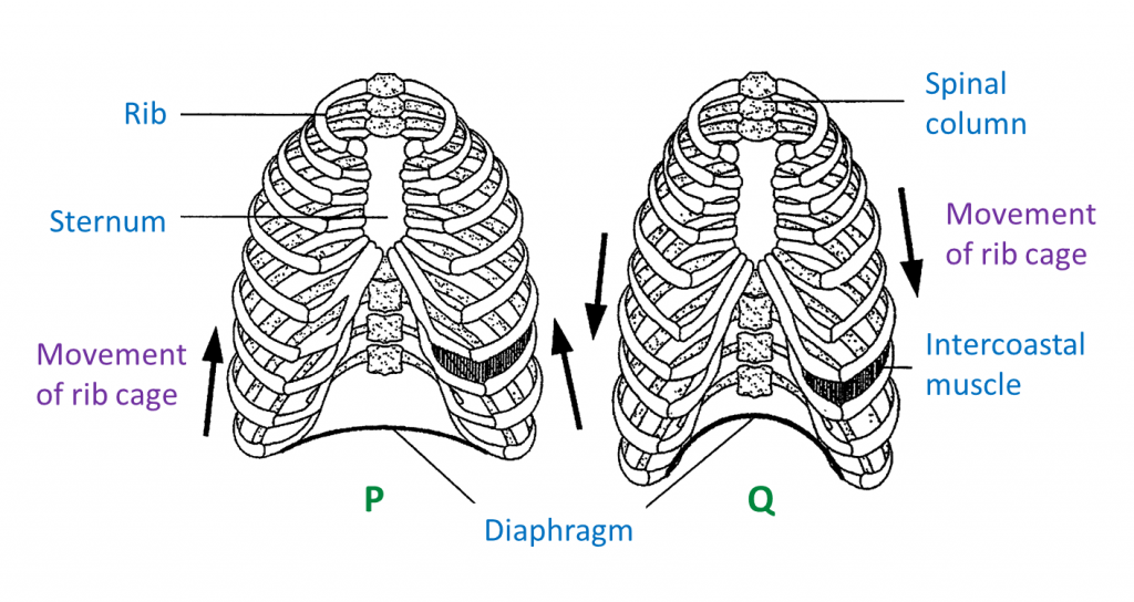 8.7.2b Respiratory Structure And Breathing Mechanisms In Humans And 